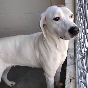 Pointer and Mixed Breed Dogs Available for Adoption in Loxahatchee Groves, Florida - BRIE | PetCurious