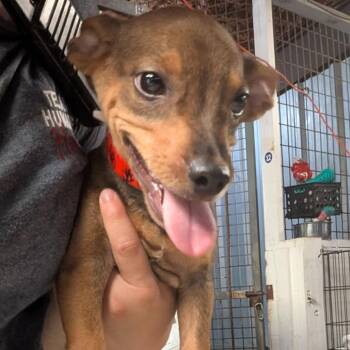 Waldo -  Mixed Breed Dog for Adoption in Leander, Texas - Waldo | PetCurious