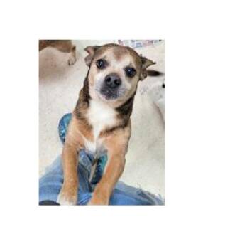 Chihuahua Dogs Available for Adoption in Portsmouth, Ohio - Larry | PetCurious