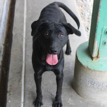 Buzz -  Black Labrador Retriever Dog for Adoption in Weaverville, California - Buzz | PetCurious
