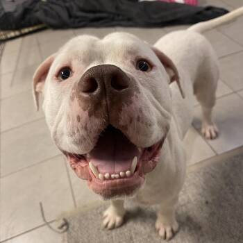 Nash 2325 -  American Bulldog Dog for Adoption in Kansas City, Missouri - Nash 2325 | PetCurious