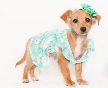 Chihuahua Dogs Available for Adoption - Jade | PetCurious