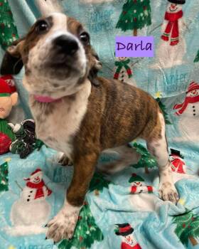 Rescue Mixed Breed Dogs for Adoption in Rock Hill, New York - Darla | PetCurious