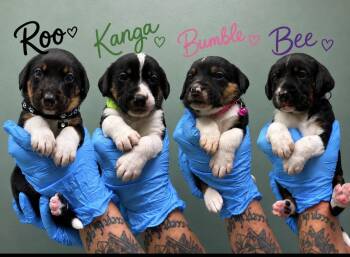 Coonhound Puppies- Available soon -  Coonhound Dog for Adoption in Conway, South Carolina - Coonhound Puppies- Available Soon | PetCurious