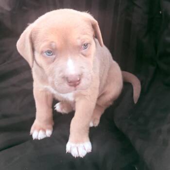Puppy girl 1 -  English Bulldog and Australian Shepherd Dog for Adoption in West Richland, Washington - Puppy Girl 1 | PetCurious