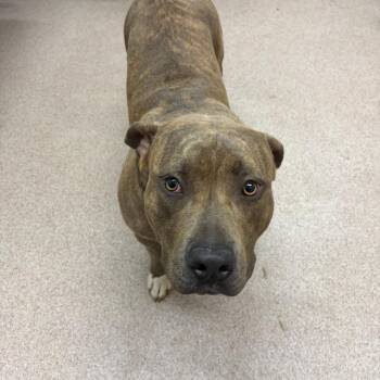 American Staffordshire Terrier Dogs Available for Adoption in Ardmore, Oklahoma - Tiny | PetCurious