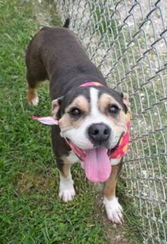 Lavender --Courtesy Post. Out of town pet. See below for details -  Pit Bull Terrier Dog for Adoption in Eagle, Idaho - Lavender --Courtesy Post. Out Of Town Pet. See Below For Details | PetCurious