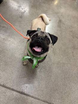 El guapo-One of our Amazing Rescue Dogs -  Pug and Mixed Breed Dog for Adoption in Carlsbad, California - El Guapo-One Of Our Amazing Rescue Dogs | PetCurious