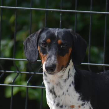 Elric -  Dachshund Dog for Adoption in Auburn, Nebraska - Elric | PetCurious