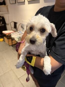 Poodle and Havanese Dogs Available for Adoption in New York, New York - Elvy | PetCurious