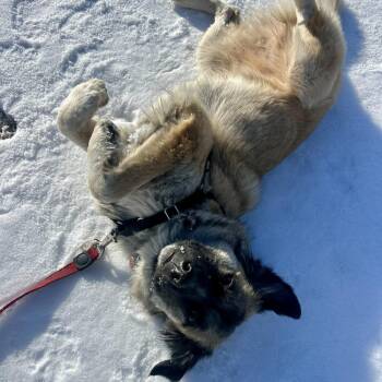 Shepherd and Australian Shepherd Dogs Available for Adoption in Austin, Texas - Dixie | PetCurious