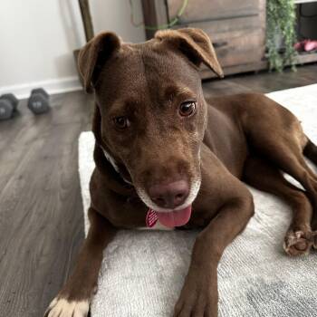Arizona -  Labrador Retriever Dog for Adoption in Columbia, South Carolina - Arizona | PetCurious