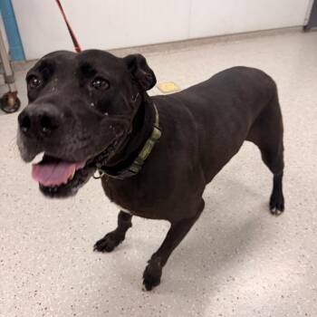 Onnie -  Great Dane and Mixed Breed Dog for Adoption in Indianapolis, Indiana - Onnie | PetCurious