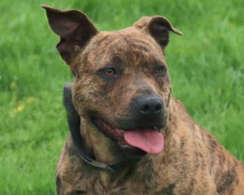 Rescue American Staffordshire Terrier Dogs for Adoption in Euclid, Ohio - Amber | PetCurious