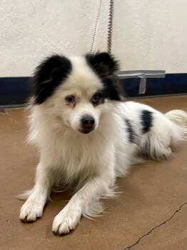 Pom/Aussie -  Border Collie and Australian Shepherd Dog for Adoption in Chico, California - Pom/Aussie | PetCurious