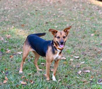 Rescue Terrier and Shepherd Dogs for Adoption in Falmouth, Maine - BELLE | PetCurious