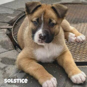 Boxer and Shepherd Dogs Available for Adoption in Sandy Hook, Manitoba - Solstice | PetCurious