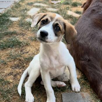BABY YAGA -  Mixed Breed Dog for Adoption in Loveland, Colorado - BABY YAGA | PetCurious