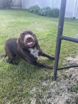 Labrador Retriever and Shepherd Dogs Available for Adoption in Newport, New Hampshire - Remy | PetCurious