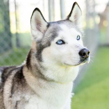 Siberian Husky Dogs Available for Adoption in Camarillo, California - NALA | PetCurious