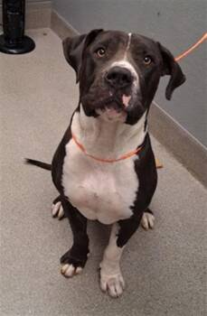 SLOTH -  Mastiff and Cane Corso Dog for Adoption in Las Vegas, Nevada - SLOTH | PetCurious