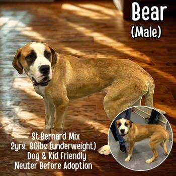Saint Bernard Dogs Available for Adoption in Lancaster, Kentucky - Bear | PetCurious