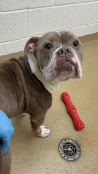 Oslo -  American Bulldog and Mixed Breed Dog for Adoption in North Miami Beach, Florida - Oslo | PetCurious