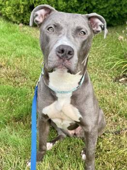 Rescue Mixed Breed Dogs for Adoption in Milton, Delaware - Inanna | PetCurious