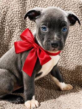 Pit Bull Terrier Dogs Available for Adoption in Nahunta, Georgia - Francene | PetCurious