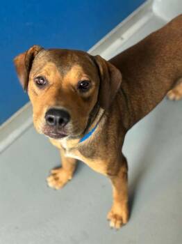 A255930 -  Pit Bull Terrier and Mixed Breed Dog for Adoption in Visalia, California - A255930 | PetCurious