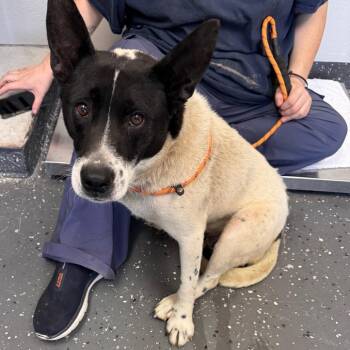 Mixed Breed Dogs Available for Adoption in Columbiana, Alabama - Momma Planet | PetCurious