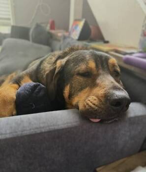 Chip -  Shepherd and Hound Dog for Adoption in Washington, District Of Columbia - Chip | PetCurious