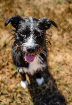 Rescue Wire Fox Terrier Dogs for Adoption in Sparta, Illinois - Bodie | PetCurious