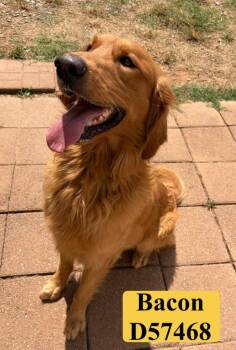 Bacon -  Golden Retriever Dog for Adoption in Clarksville, Tennessee - Bacon | PetCurious