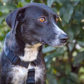 Lira -  Whippet and Terrier Dog for Adoption in Morristown, New Jersey - Lira | PetCurious