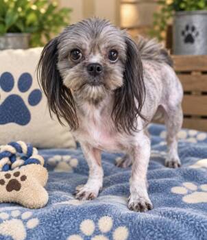 Jerry -  Shih Tzu Dog for Adoption in Cedartown, Georgia - Jerry | PetCurious