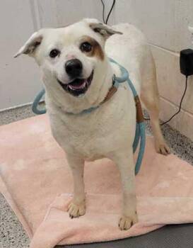 Australian Cattle Dog Blue Heeler and Mixed Breed Dogs Available for Adoption in Kansas City, Missouri - Snow White | PetCurious