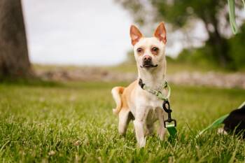 Rescue Chihuahua and Mixed Breed Dogs for Adoption in Gradyville, Kentucky - Homer | PetCurious