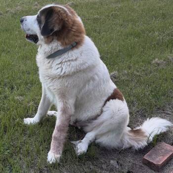 Fluffy -  Saint Bernard and Great Pyrenees Dog for Adoption in Magnolia, Texas - Fluffy | PetCurious
