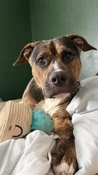 Brad -  Staffordshire Bull Terrier Dog for Adoption in Indianapolis, Indiana - Brad | PetCurious