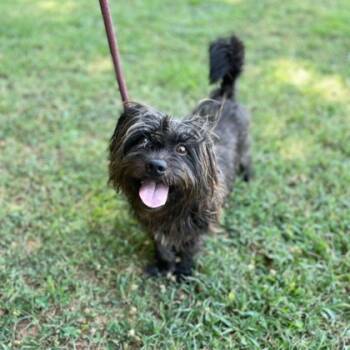 Rescue Mixed Breed Dogs for Adoption in Spartanburg, South Carolina - Carter | PetCurious