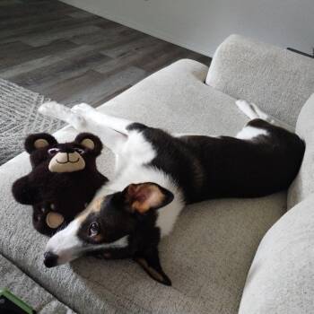 Neo -  Australian Kelpie and Mixed Breed Dog for Adoption in Bentonville, Arkansas - Neo | PetCurious