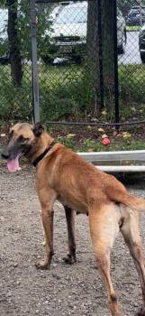 Sage -  Shepherd Dog for Adoption in Elmsford, New York - Sage | PetCurious