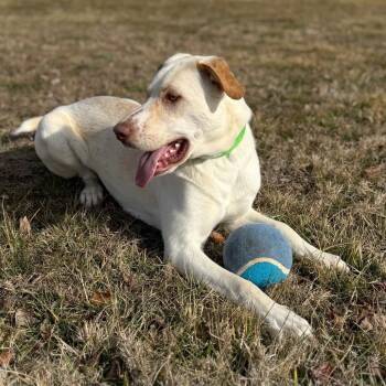 Mixed Breed Dogs Available for Adoption - Whiskey | PetCurious