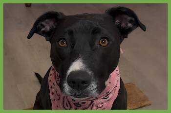 Rescue Border Collie and Pit Bull Terrier Dogs for Adoption in Amherst, Massachusetts - Nova | PetCurious