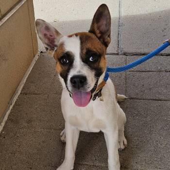 Tilly -  Terrier Dog for Adoption in Sioux City, Iowa - Tilly | PetCurious