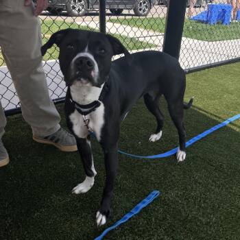 Mixed Breed Dogs Available for Adoption in Hagerstown, Maryland - Kit Kat | PetCurious