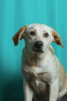 Retriever and Mixed Breed Dogs Available for Adoption in Calgary, Alberta - Cuerno | PetCurious