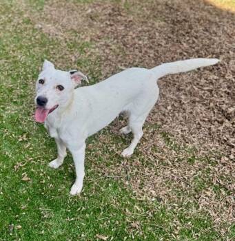 Dalmatian and Labrador Retriever Dogs Available for Adoption in Haslet, Texas - Ben | PetCurious