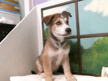 MAXIMILLION -  German Shepherd Dog and Mixed Breed Dog for Adoption in Houston, Texas - MAXIMILLION | PetCurious